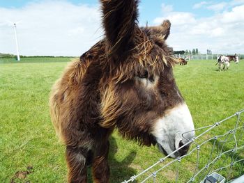 Close-up of horse standing on field against sky