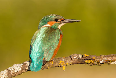 Close-up of bird perching on branch