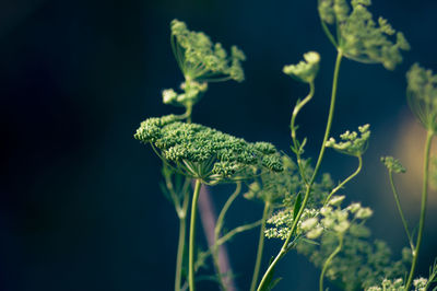 Close-up of plant against black background