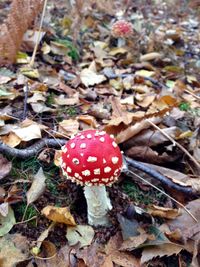 Close-up of fly agaric mushroom