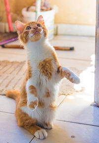 Cat sitting on floor