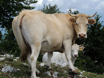 Cow like a model