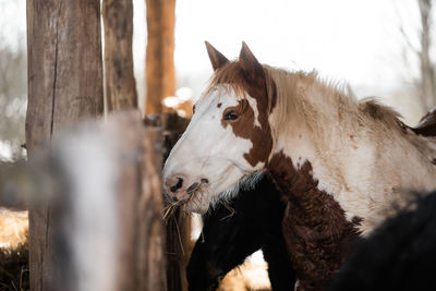 Close-up of a horse