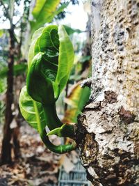 Close-up of leaf on tree trunk