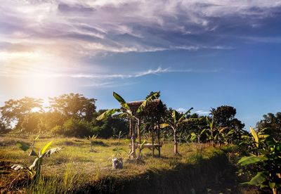Trees on field against sky
