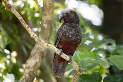 Close-up of bird perching on tree