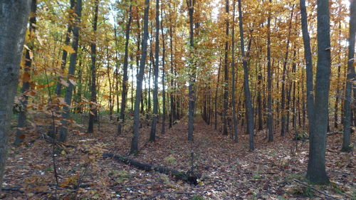 Trees growing in forest