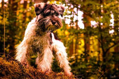 View of a dog looking away