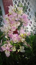 Close-up of pink flowers blooming outdoors