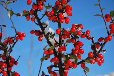 Low angle view of red berries growing on tree against sky during winter