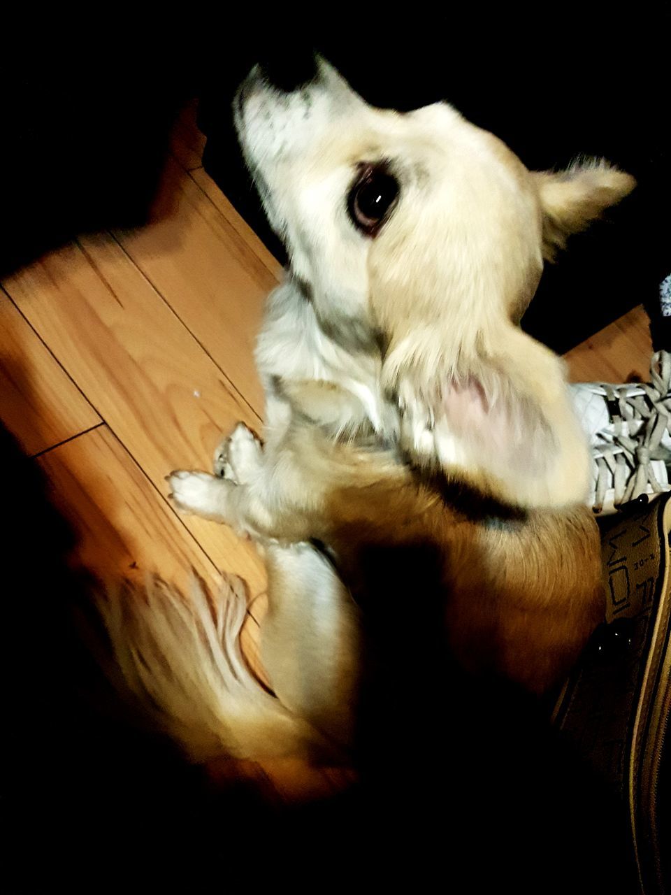 HIGH ANGLE VIEW OF DOG LYING DOWN ON FLOOR