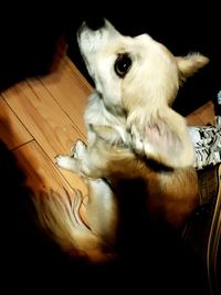 High angle view of dog lying on hardwood floor