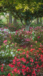 View of flowering plants in garden