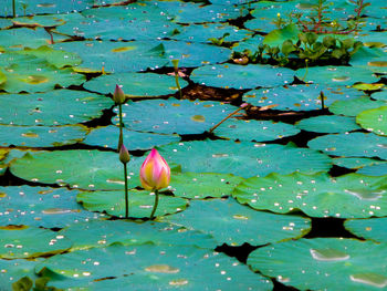 Lotus floating on pond