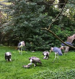 Flock of birds on grass