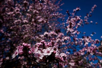 Close-up of pink flowers blooming in park