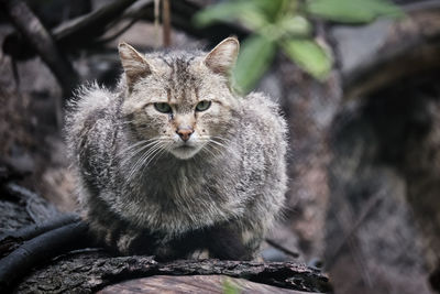 Portrait of cat sitting outdoors