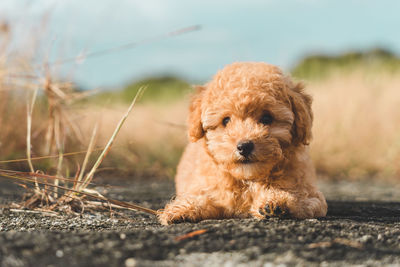 Portrait of dog on field