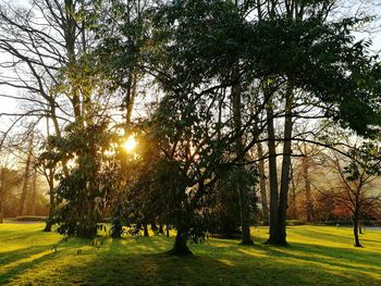 Trees in park during sunset