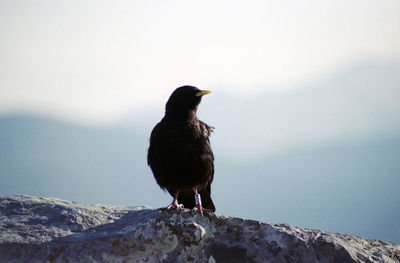 Bird perching on rock against sky