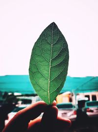 Close-up of hand holding leaf against sky
