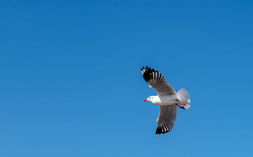 Seagulls flying in the sunny clear blue sky.