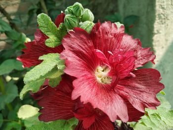 Close-up of red flowering plant