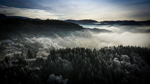 High angle view of trees in forest against sky
