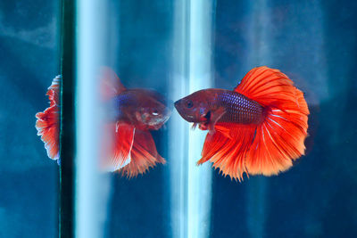 Close-up of fish swimming underwater