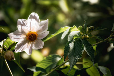 Close-up of white flowering plant