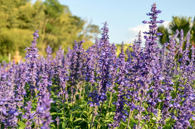 Close-up of lavender flowers blooming on field