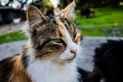 Close-up of cat