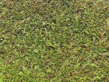 Full frame shot of fresh green field