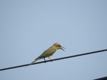 Low angle view of bird perching on cable against sky