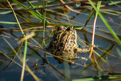 Close-up of a frog on a lake 