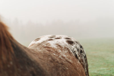 Appaloosa marking