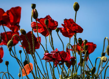 Low angle view of red flowering plants against sky