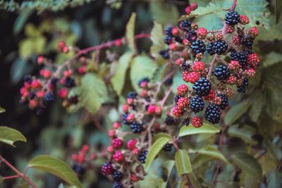 Close-up of berries growing on plant