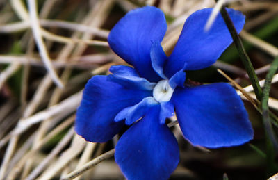 Close-up of purple flower blooming outdoors