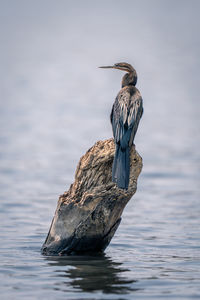 Bird in lake