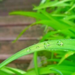 Close-up of insect on plant