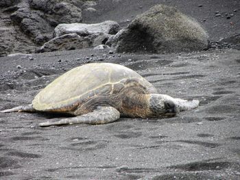 Close-up of tortoise on beach