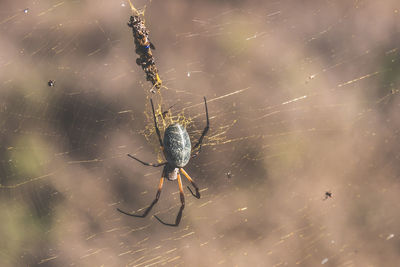Close-up of spider and web