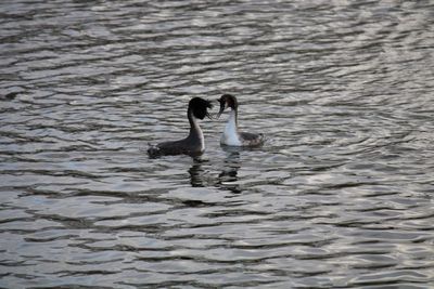 View of swans swimming in lake
