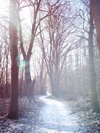 Bare trees in forest during winter