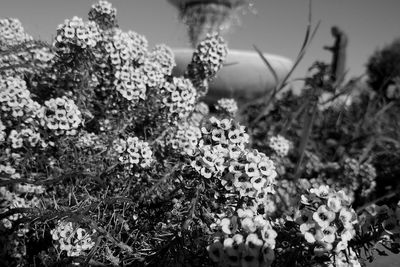 Close-up of flowering plants