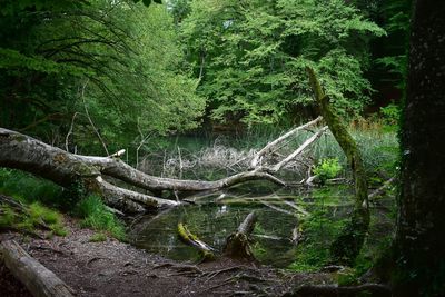 Fallen tree in forest