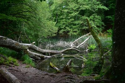 Fallen tree in forest