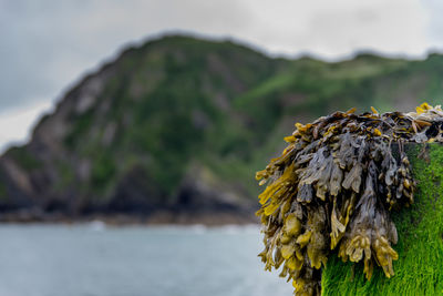 Close-up of seaweed on moss covered tree stump against sea