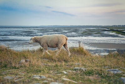 View of sheep on beach